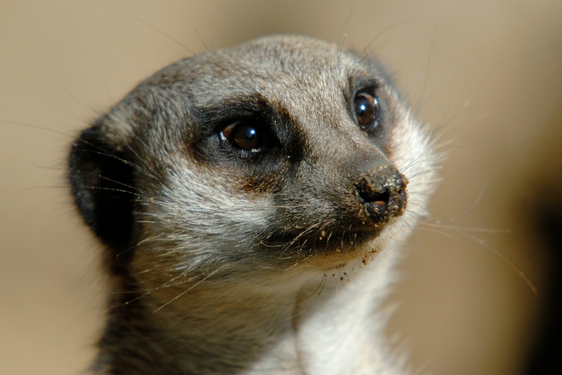 Meercat at San Diego Animal Park in Escondido-3 2-14-07