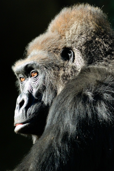 Gorilla male sitting in sun at Wild Animal Park in Escondido-06-2 12-17-07