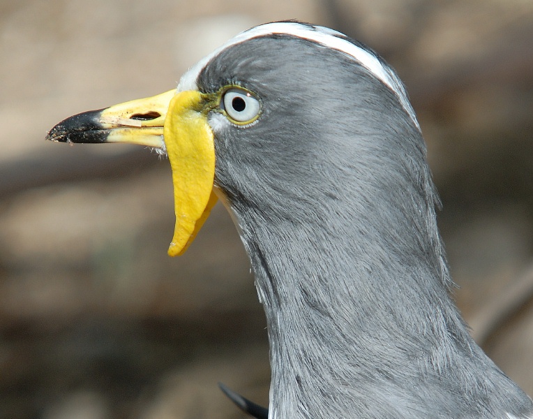 White-headed Lapwing at San Diego Animal Park in Escondido-04 4-19-07