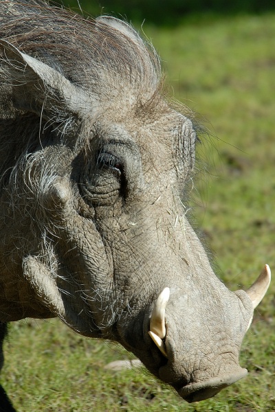 Warthog at San Diego Zoo-1 1-17-07