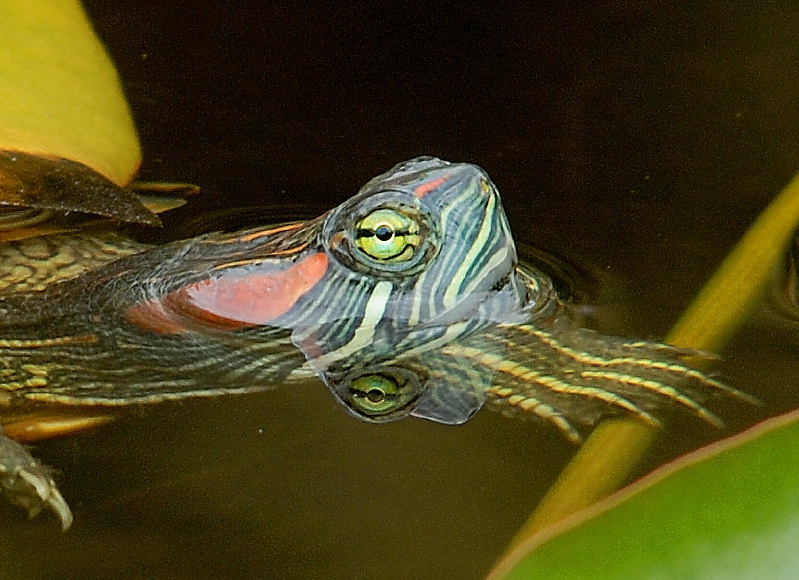 Turtle under lotus leaves at Quail Gardens in Encinitas-01 5-1-07