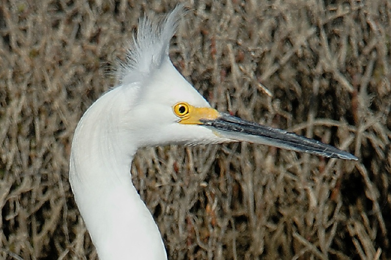 Snowy Egret in San Elijo Lagoon in Solana Beach-14-2 2-2-07