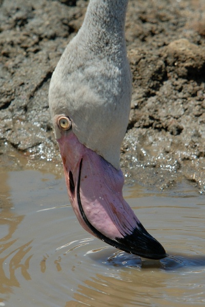 Lesser Flamingo head in pond at San Diego Animal Park in Escondido-03 5-10-07