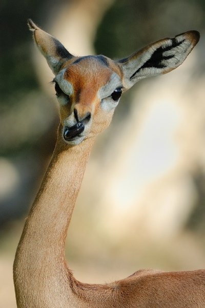 Gerenuk at Wild Animal Park in Escondido-03 12-17-07_copy