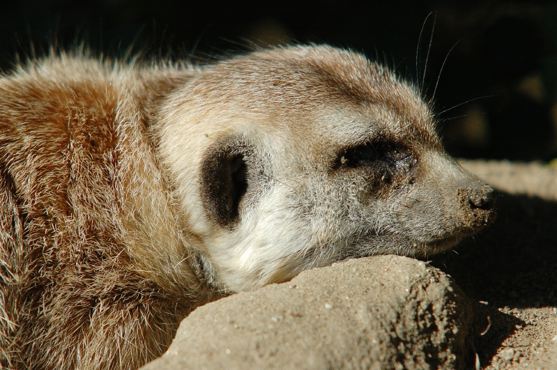 Meercat at San Diego Zoo-8 12-31-06