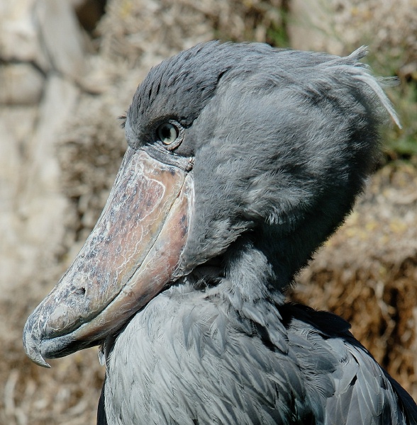 Shoebill Stork at San Diego Animal Park in Escondido-05 4-26-07