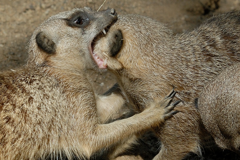 Meerkats playing at San Diego Animal Park in Escondido-08-2 4-19-07