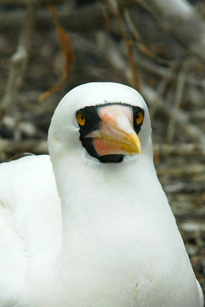 FC Nazca Booby on Genovesa island-Galapagos-3 8-2-04