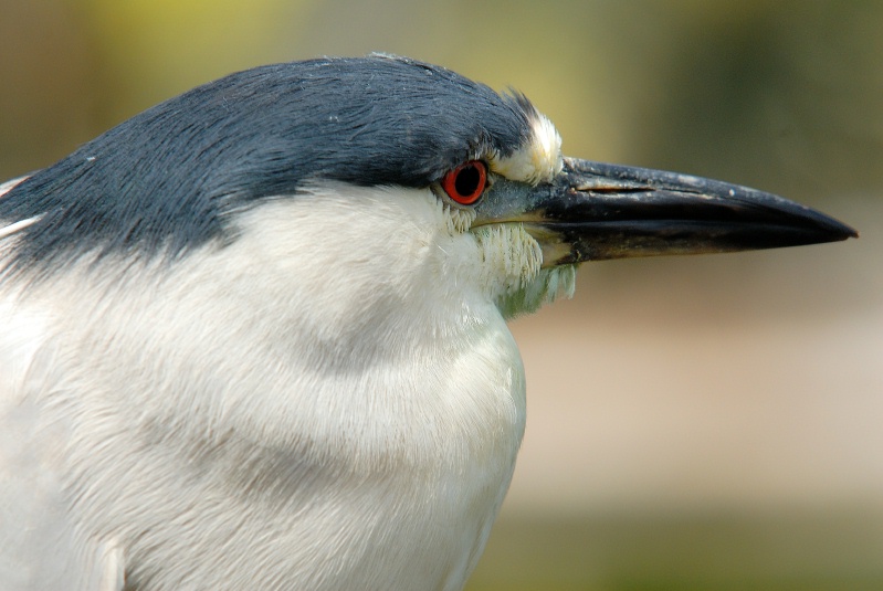 Black Crowned Night Heron at San Diego Animal Park in Escondido-02 6-1-07