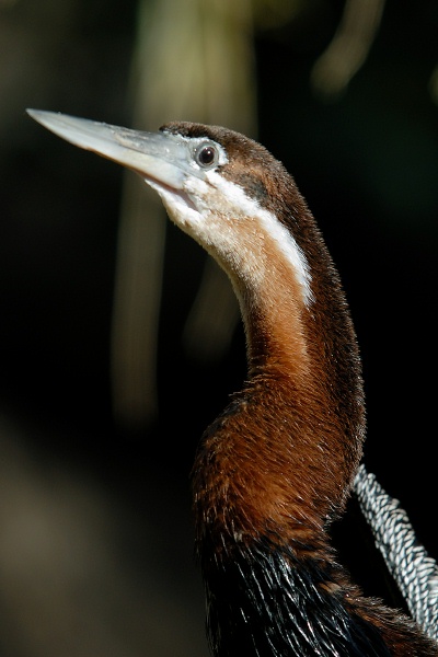 african darter sunning himself at san diego zoo-08 1-17-07