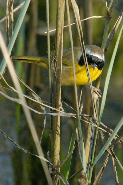 Yellow bird at Batiquitos Lagoon in Encinitas-1 11-21-06