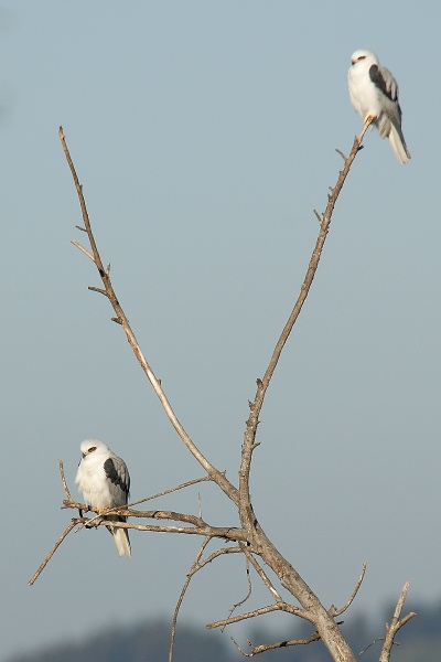 Pair of White-tailed Kites at Batiquitos Lagoon in Encinitas-07 2-2-07