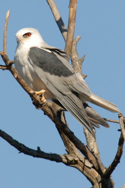 White-tailed Kite in tree at Batiquitos Lagoon in Encinitas-3 12-20-06