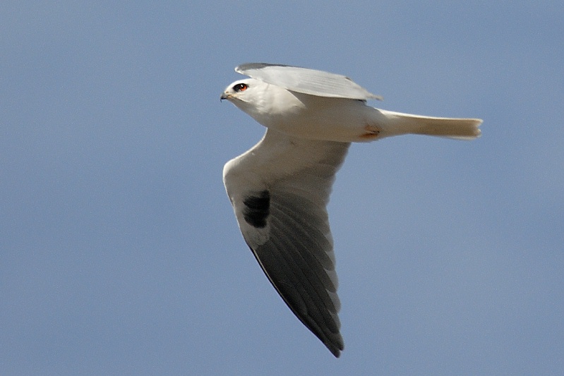 White-tailed Kite in flight over Batiquitos Lagoon in Encinitas-3 1-27-07