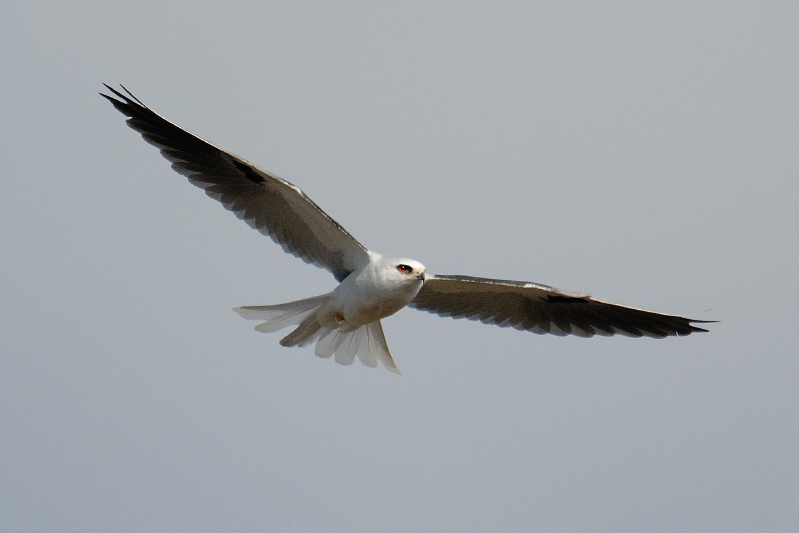 White-tailed Kite in flight over Batiquitos Lagoon in Encinitas-12 1-27-07