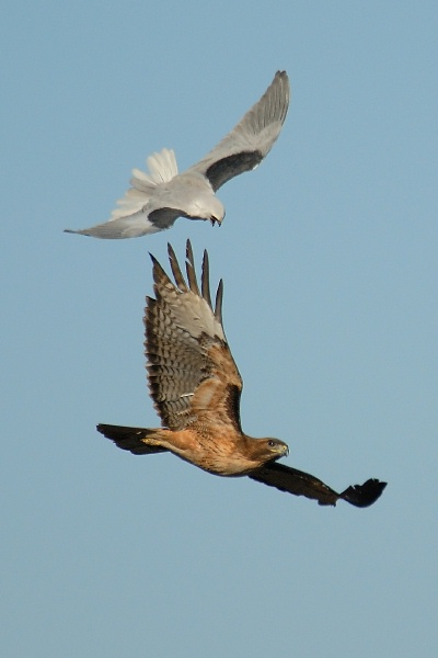 White-tailed Kite & Red-tailed Hawk fighting over Batiquitos Lagoon in Encinitas 2-2-07