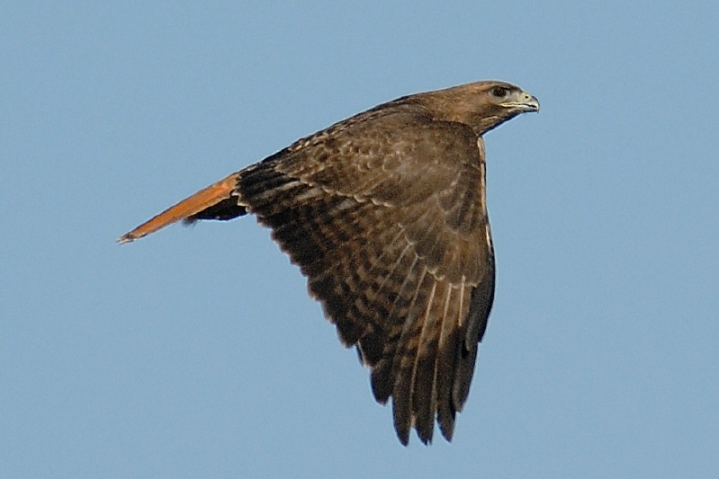 Red-tailed Hawk flying over Batiquitos Lagoon in Encinitas 2-2-07