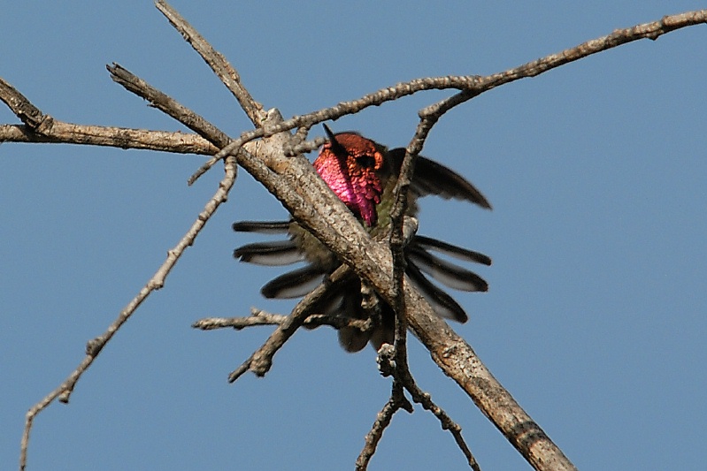 Hummingbird in tree at Batiquitos Lagoon in Encinitas-11 5-14-07