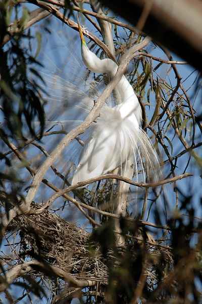 Great Egret nesting in rookery at Batiquitos Lagoon-28 4-13-07