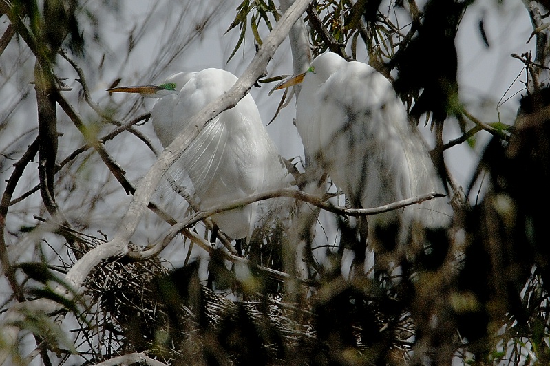 Great Egret pair in nest at Batiquitos Lagoon in Encinitas-01 4-15-07