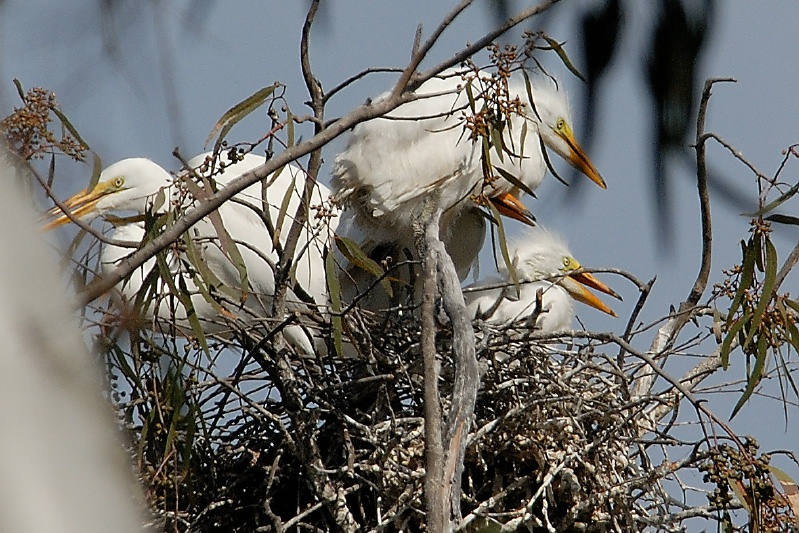 Great Egret and chicks in nest at Batiquitos Lagoon-04 5-14-07