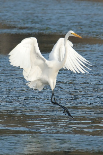 Great Egret at Batiquitos Lagoon in Encinitas-8 11-21-06