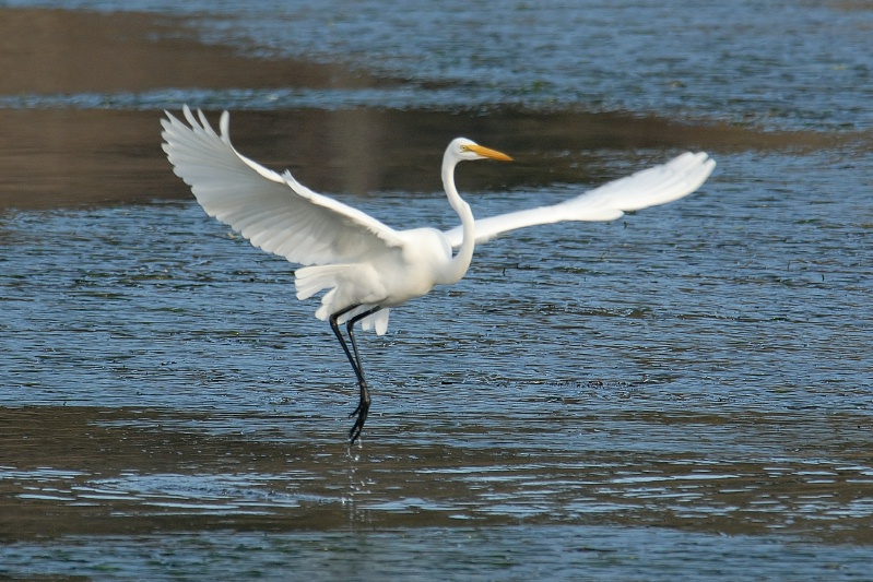 Great Egret at Batiquitos Lagoon in Encinitas-7 11-21-06