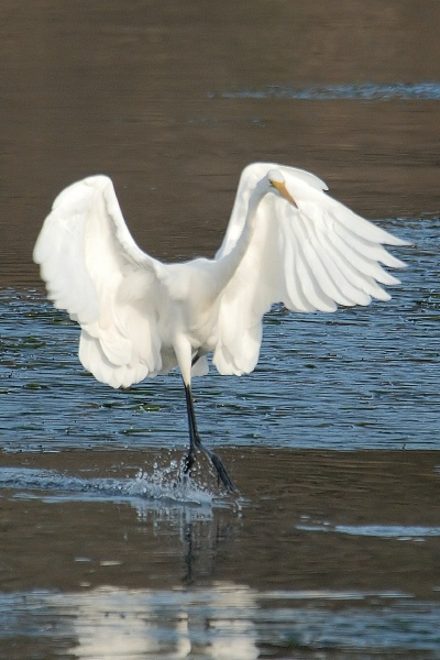 Great Egret at Batiquitos Lagoon in Encinitas-5 11-21-06