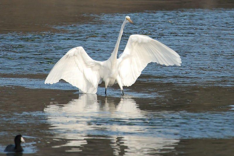 Great Egret at Batiquitos Lagoon in Encinitas-6 11-21-06