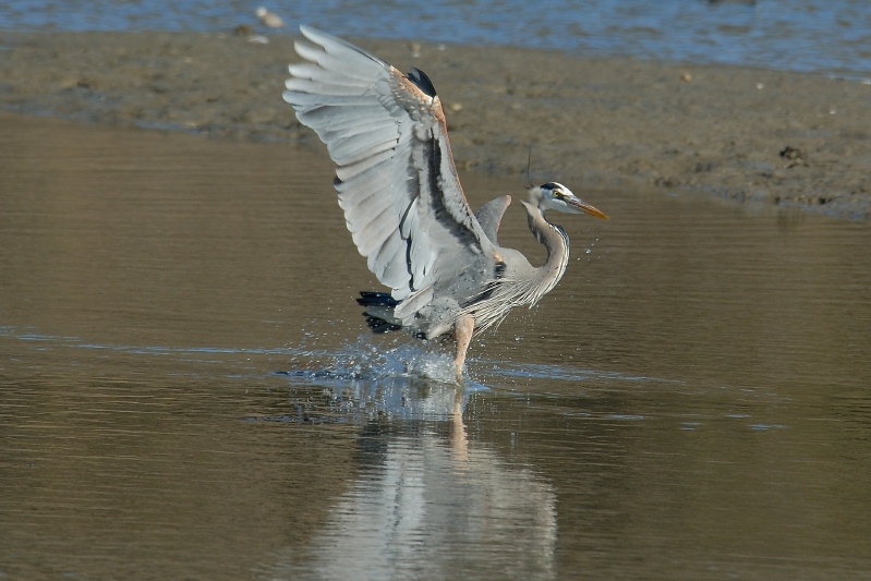 great blue heron and ducks at batiquitos lagoon in encinitas-05 1-13-07