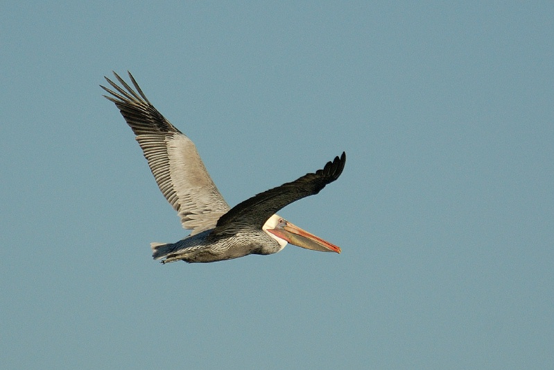 Brown Pelican in flight over Batiquitos Lagoon in Encinitas-2 12-5-06