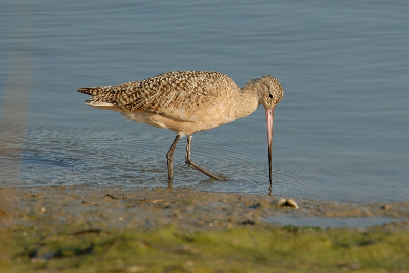 Marbled Godwit at Batiquitos Lagoon in Encinitas-2 11-21-06