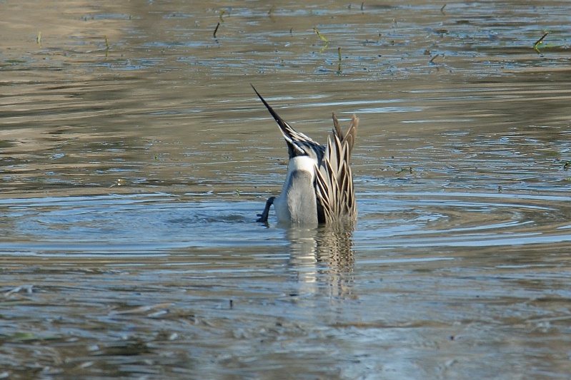 pintail duck in batiquitos lagoon in encinitas-5 1-3-07