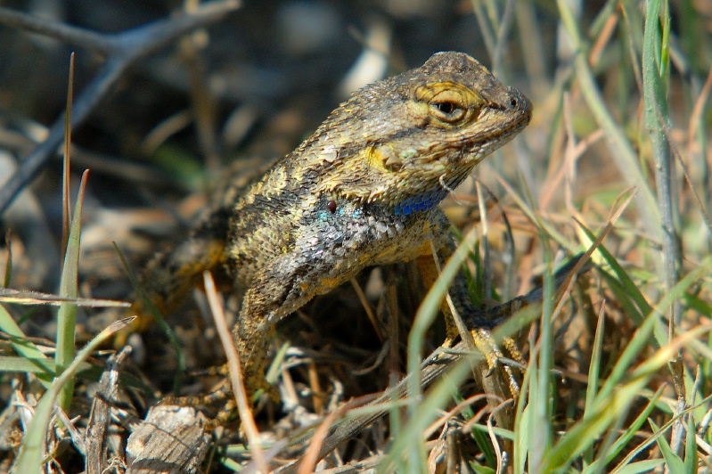 Lizard at Batiquitos Lagoon-03 3-21-07