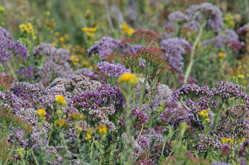 Mixed flowers at Batiquitos Lagoon in Encinitas-2 11-18-06