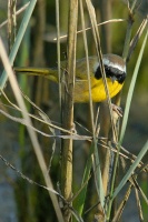 Yellow bird at Batiquitos Lagoon in Encinitas-1 11-21-06