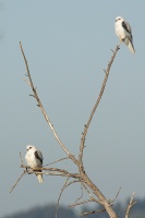 Pair of White-tailed Kites at Batiquitos Lagoon in Encinitas-07 2-2-07