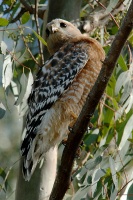 Red-shouldered Hawk in tree at Batiquitos Lagoon-12 4-13-07