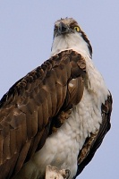 osprey at batiquitos lagoon in encinitas-5 1-13-07