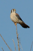 Kestrel in tree at Batiquitos Lagoon in Encinitas-6 12-20-06