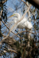 Great Egret nesting in rookery at Batiquitos Lagoon-37 4-13-07