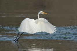 Great Egret at Batiquitos Lagoon in Encinitas-4 11-21-06