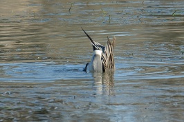 pintail duck in batiquitos lagoon in encinitas-5 1-3-07