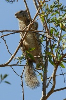 Squirrel in tree at Batiquitos Lagoon 4-13-07