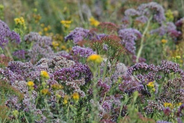 Mixed flowers at Batiquitos Lagoon in Encinitas-2 11-18-06