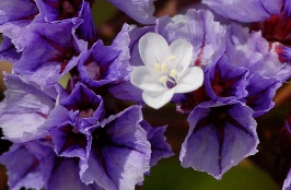 Purple & white flowers at Batiquitos Lagoon in Encinitas-3-2 6-17-06