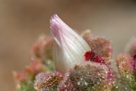 Crystalline Ice Plant at Batiquistos Lagoon in Encinitas-6 6-17-06