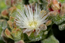 Crystalline Ice Plant at Batiquistos Lagoon in Encinitas-3 6-17-06