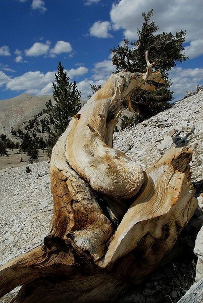 bristlecone03