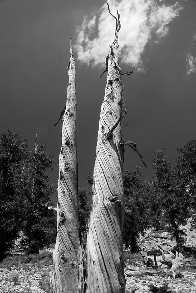 bristlecone04